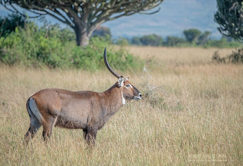Defassa Waterbuck - Defassa Waterbok - Kobus ellipsiprymnus defassa