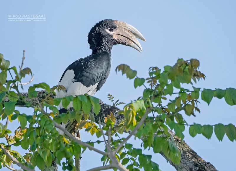 Witpootneushoornvogel - White-thighed hornbill - Bycanistes albotibialis