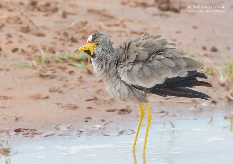 Lelkievit - Wattled plover - Vanellus senegallus