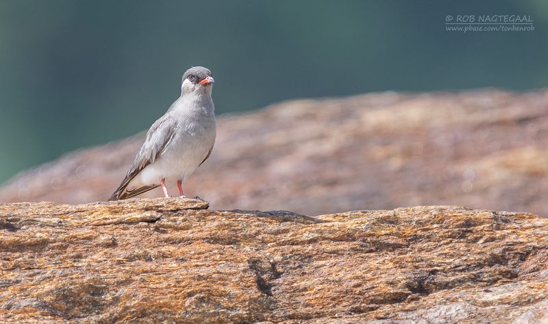 Rotsvorkstaartplevier - Rock pratincole - Glareola nuchalis