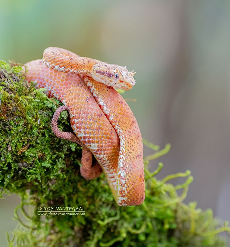 Schlegels groefkopadder - Eyelash Pitviper - Bothriechis schlegelii