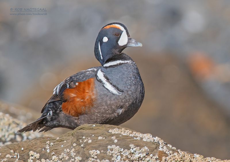 Harlekijneend - Harlequin Duck - Histrionicus histrionicus
