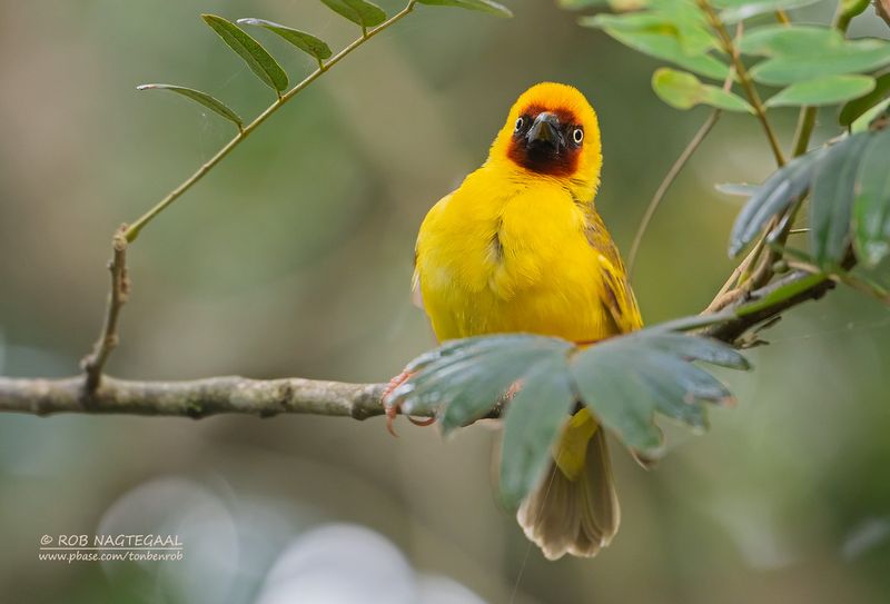 Rietwever - Northern brown-throated weaver - Ploceus castanops