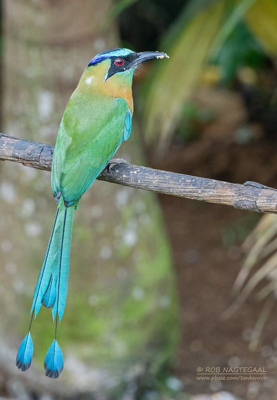 Lessons Motmot - Lessons Motmot - Momotus lessonii lessonii