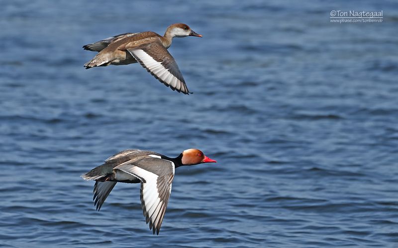 Krooneend - Red-crested Pochard - Netta rufina