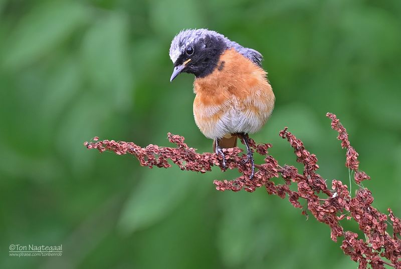 Gekraagde roodstaart - Common redstart - Phoenicurus phoenicurus