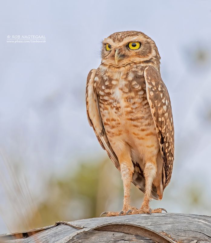 Holenuil - Burrowing Owl - Athene cunicularia grallaria