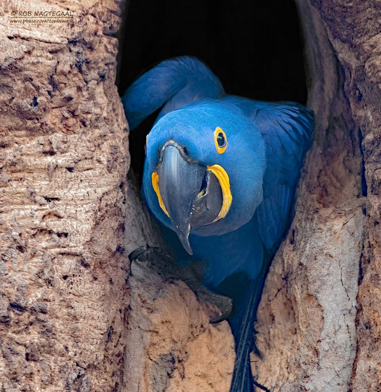 Hyacintara - Hyacinth macaw - Anodorhynchus hyacinthinus