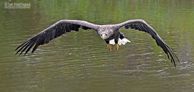 Zeearend - White-tailed Eagle - Haliaeetus albicilla