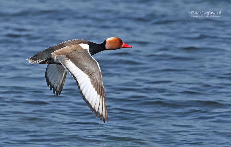 Krooneend - Red-crested Pochard - Netta rufina