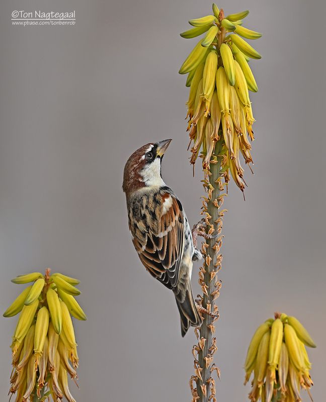 Spaanse Mus - Spanish Sparrow - Passer hispaniolensis