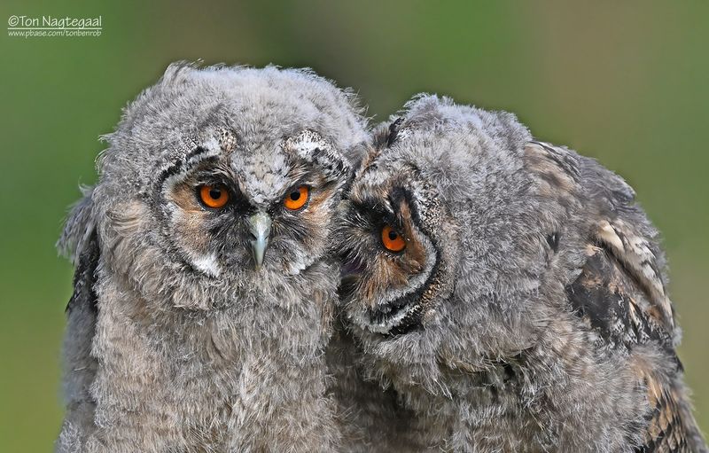 Ransuil - Long-eared owl - Asio otus