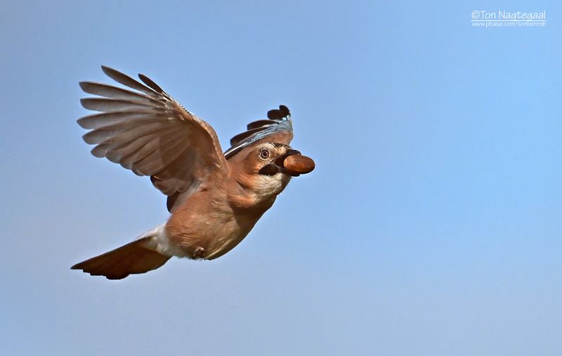 Gaai - Jay - Garrulus glandarius