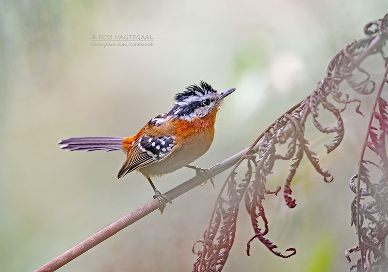 Bertonis miervogel - Bertonis Antbird - Drymophila rubricollis