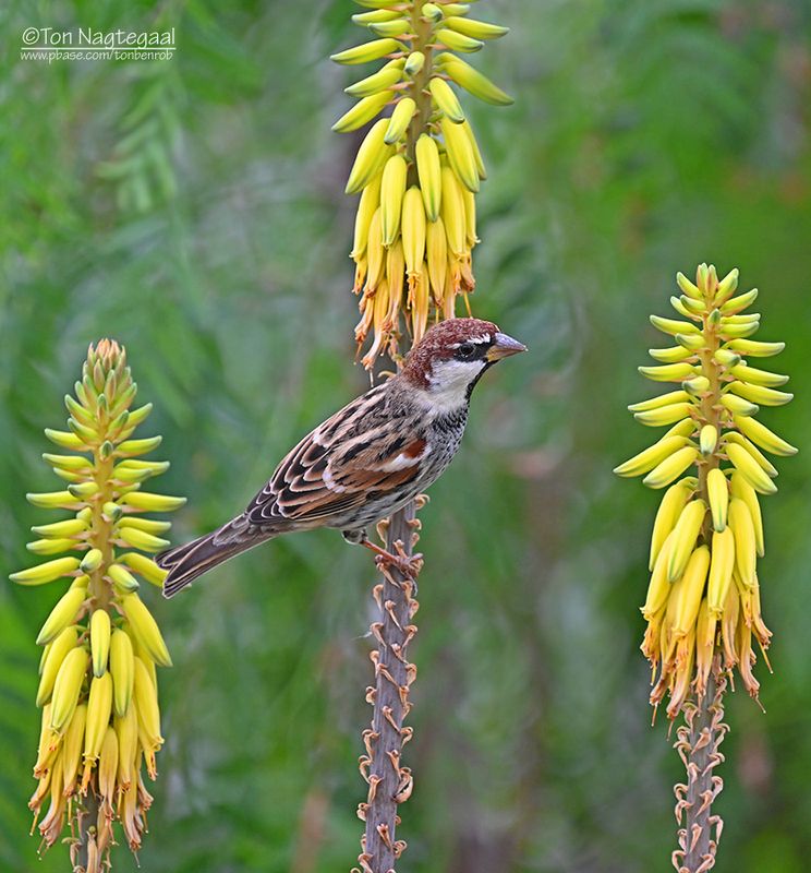 Spaanse Mus - Spanish Sparrow - Passer hispaniolensis