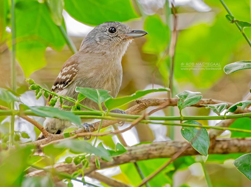 Sooretamamierklauwier - Sooretama Slaty-Antshrike - Thamnophilus ambiguus