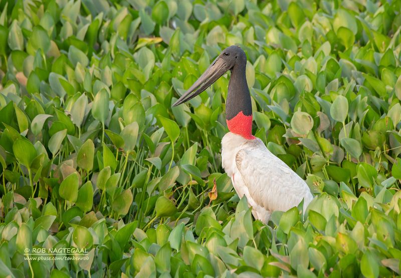 Jabiroe - Jabiru  -Jabiru mycteria