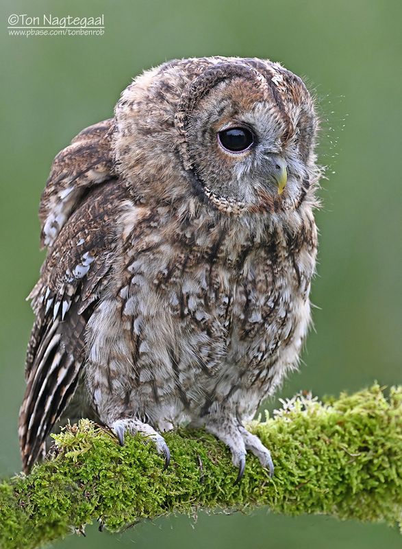 Bosuil - Tawnyowl - Strix aluco