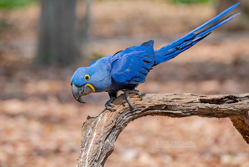 Hyacintara - Hyacinth macaw - Anodorhynchus hyacinthinus