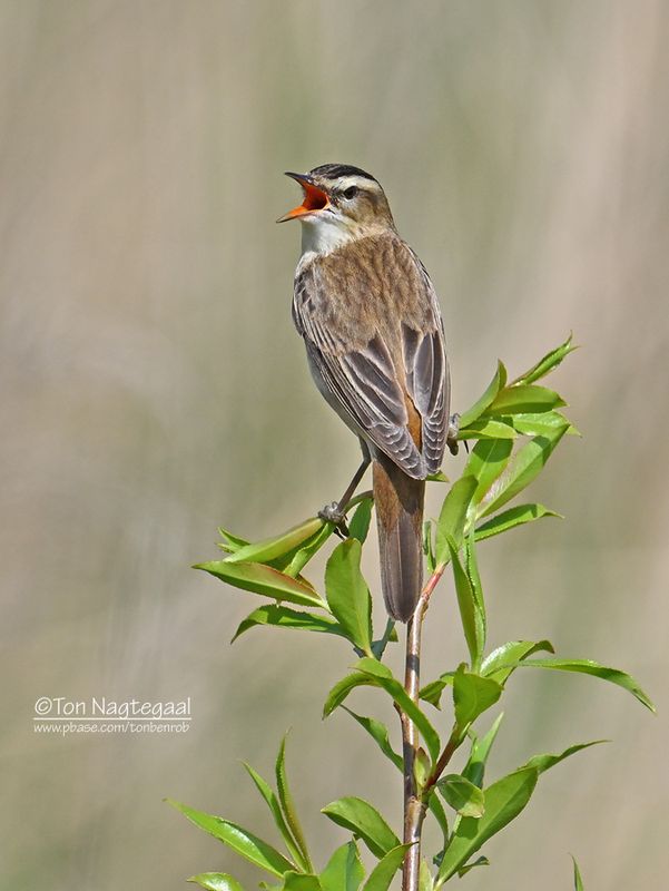 Rietzanger - Sedge warbler - Acrocephalus schoenobaenus