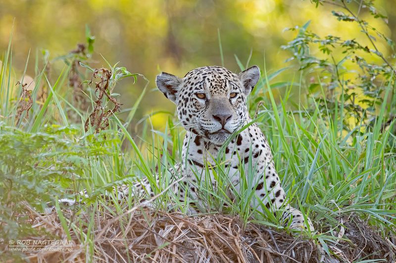 Jaguar - Jaguar - Panthera onca