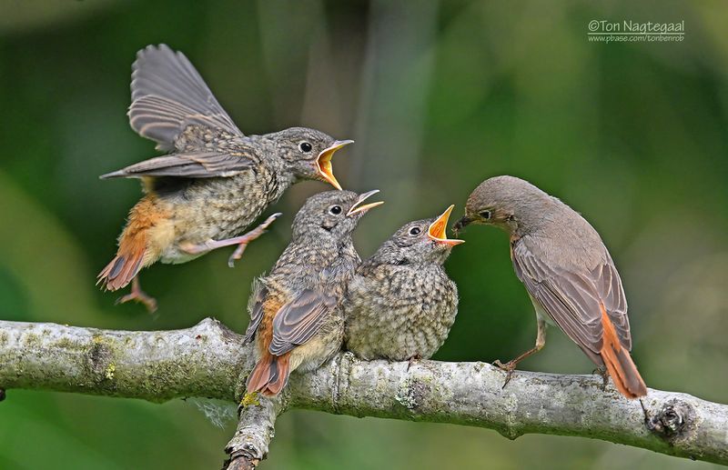 Gekraagde roodstaart - Common redstart - Phoenicurus phoenicurus