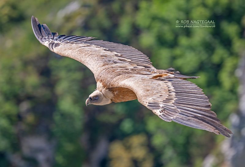 Vale gier - Griffon vulture - Gyps vulvus