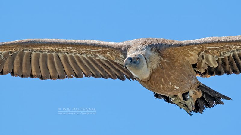 Vale gier - Griffon vulture - Gyps vulvus