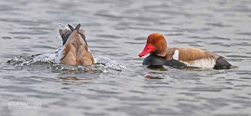Krooneend - Red-crested Pochard - Netta rufina
