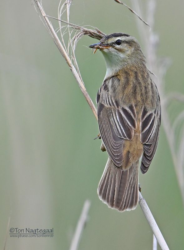 RietzangerRietzanger - Sedge warbler - Acrocephalus schoenobaenus