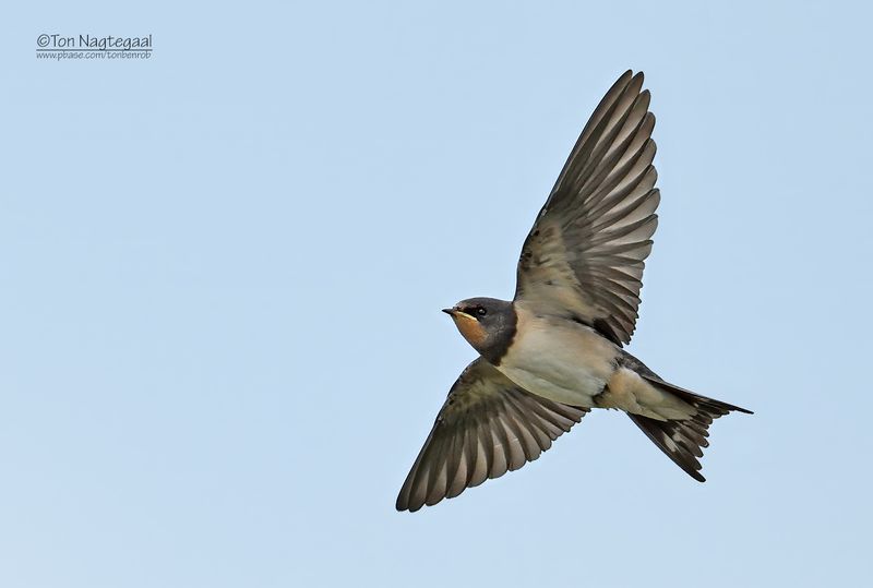 Boerenzwaluw - Barn swallow - Hirundo rustica
