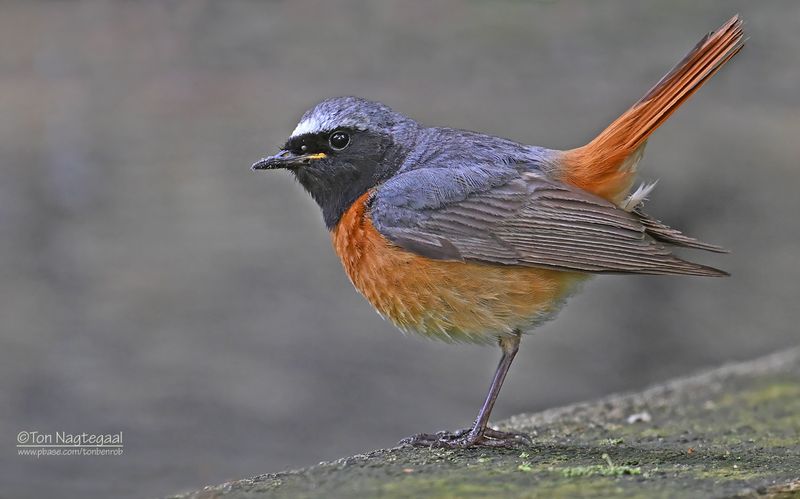 Gekraagde roodstaart - Common redstart - Phoenicurus phoenicurus