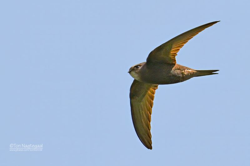 Gierzwaluw -  common swift - Apus apus