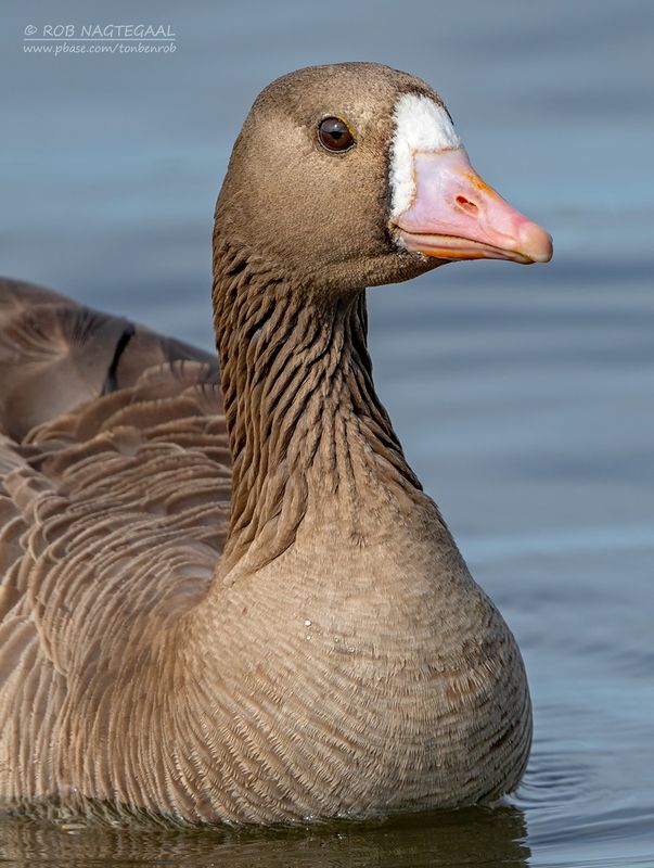 Kolgans - Greater white-fronted goose - Anser albifrons