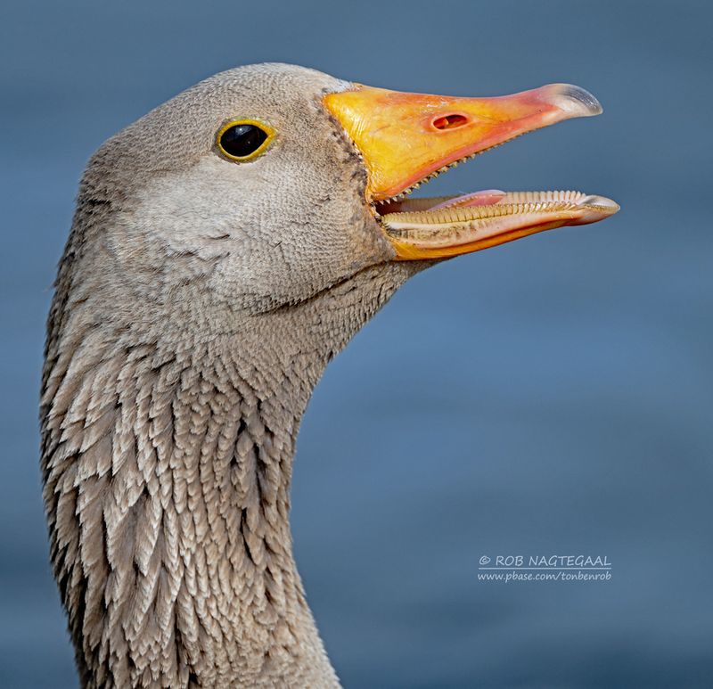 Grauwegans - Greylag goose - Anser anser
