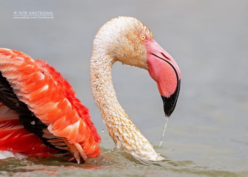 Flamingo - Greater Flamingo - Phoenicopterus roseus