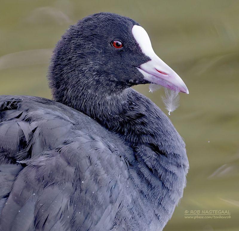Meerkoet - Coot - Fulica atra
