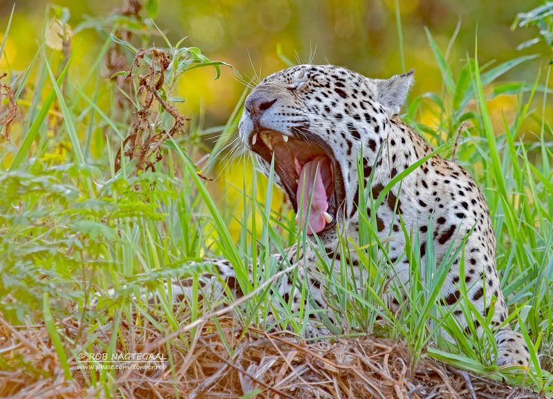 Jaguar - Jaguar - Panthera onca