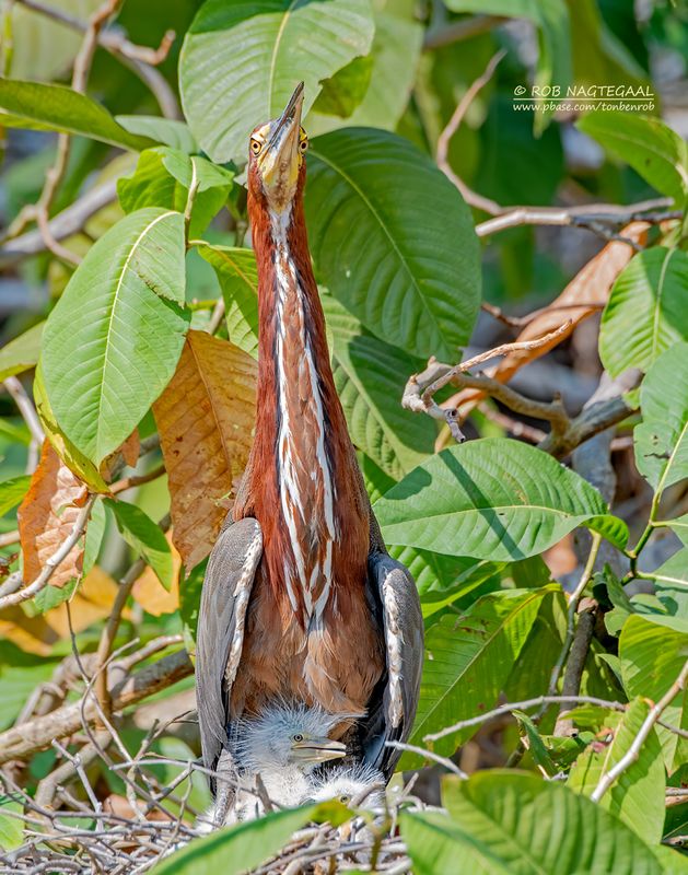 Rosse tijgerroerdomp - Rufescent tiger heron - Tigrisoma lineatum