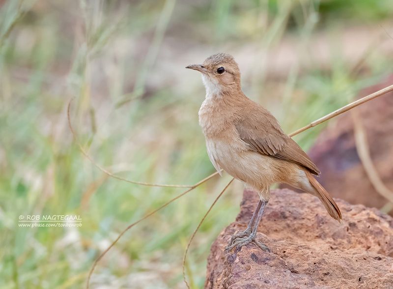 Rosse ovenvogel - Rufous Hornero - Furnarius rufus