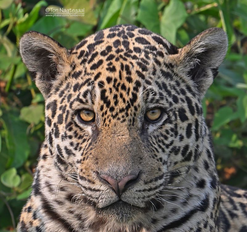 Mammals
