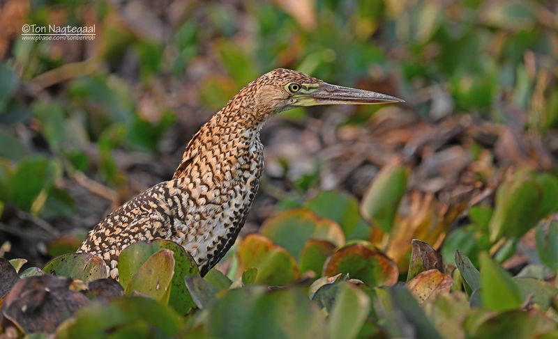 Rosse tijgerroerdomp - Rufescent tiger heron - Tigrisoma lineatum