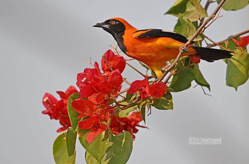 Amazonetroepiaal - Orange-backed troupial - Icterus croconotus