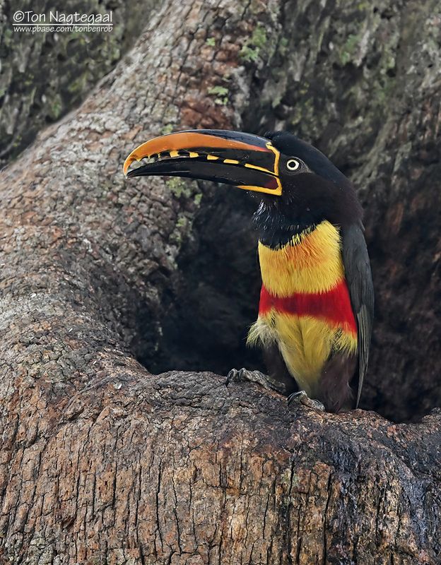 Bruinoorarassari - Chestnut-eared aracari - Pteroglossus castanotis