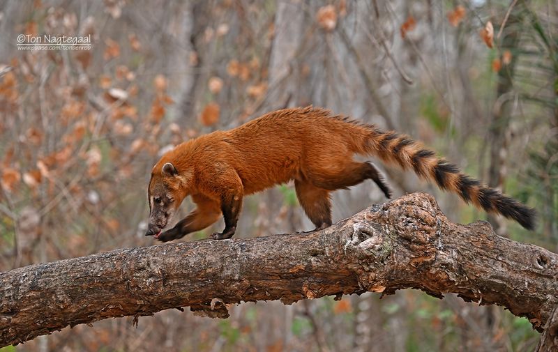 Rode neusbeer - South American coati - Nasua nasua