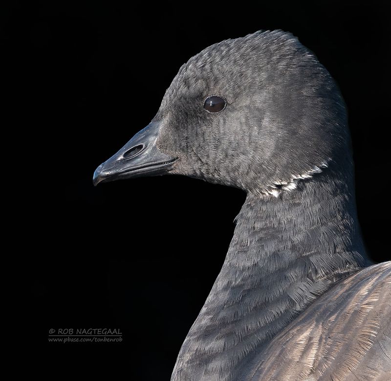 Rotgans - Brent Goose - Branta bernicla