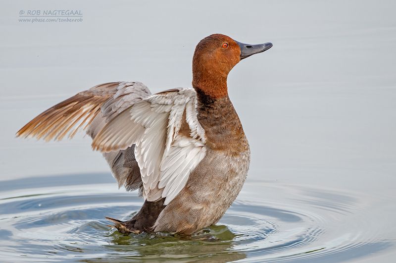 Tafeleend - Common pochard - Aythya ferina