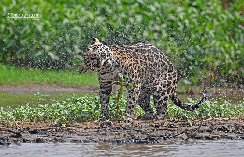 Jaguar - Jaguar - Panthera onca