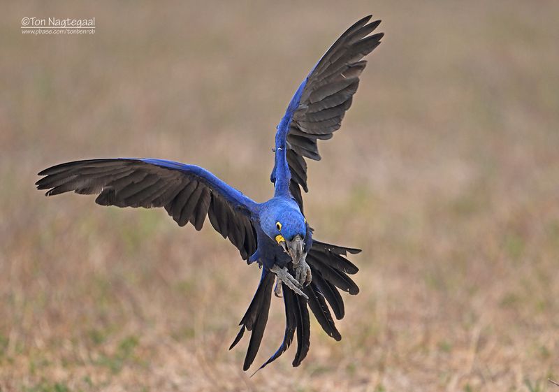 Hyacintara - Hyacinth macaw - Anodorhynchus hyacinthinus