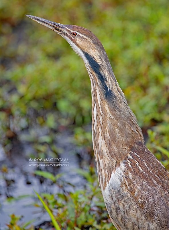 Amerikaanse Roerdomp - American  Bittern - Botaurus lentiginosus